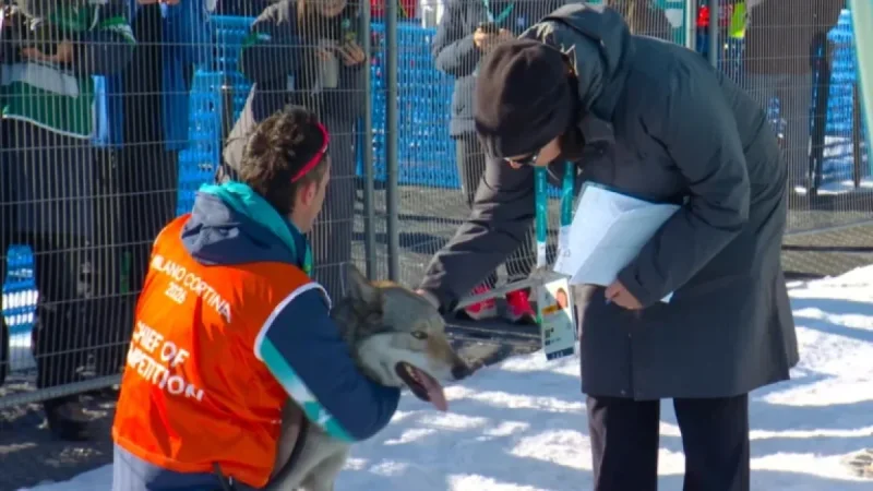 Local Dog Steals Spotlight by Crashing Olympic Event