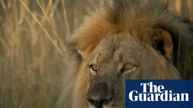 TV Tonight: Remembering Cecil the Lion, Victim of Trophy Hunting