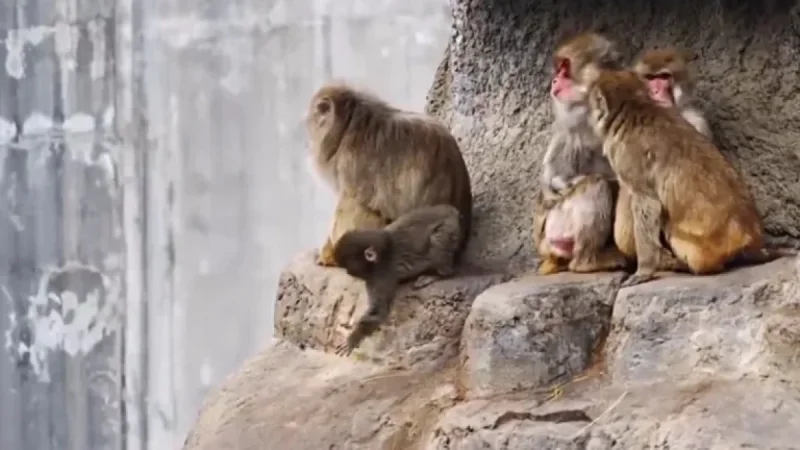Viral Story: Abandoned Baby Monkey Reunites with New Family