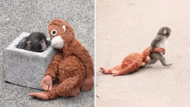 Punch: The Rescued Monkey Captivating the Internet