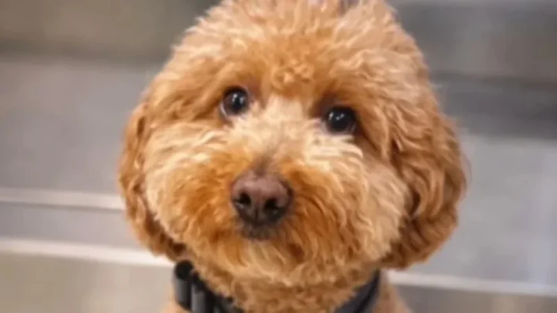 Cop Adopts Abandoned Puppy Rescued at Las Vegas Airport
