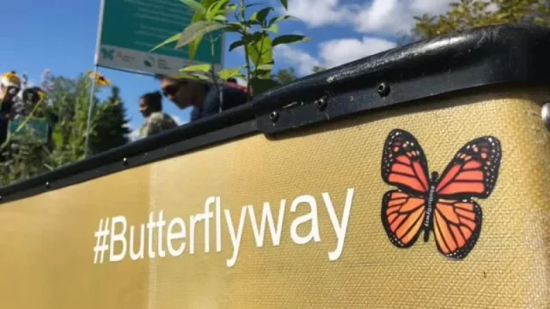 Creating a Butterfly Haven: Transform Your Garden into a Joyful Retreat