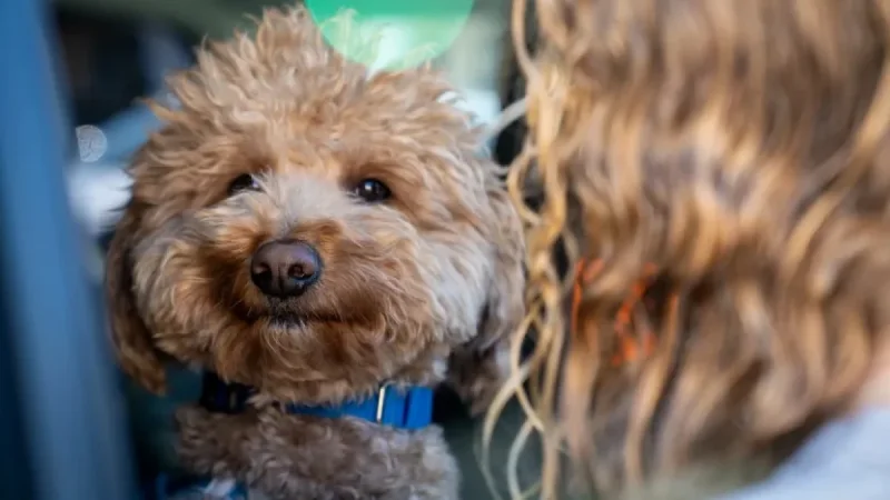 Officer Adopts Abandoned Dog at Airport Ticket Counter – The Washington Post