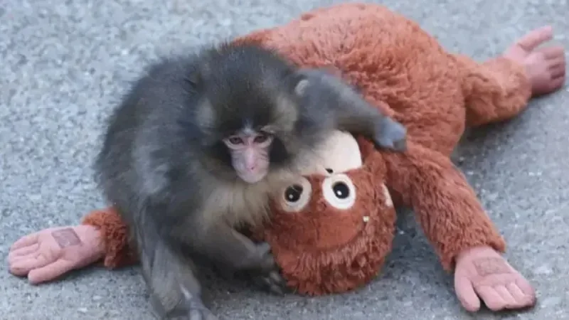 Ikea’s Stuffed Orangutan Toy Sells Out Instantly in Stores
