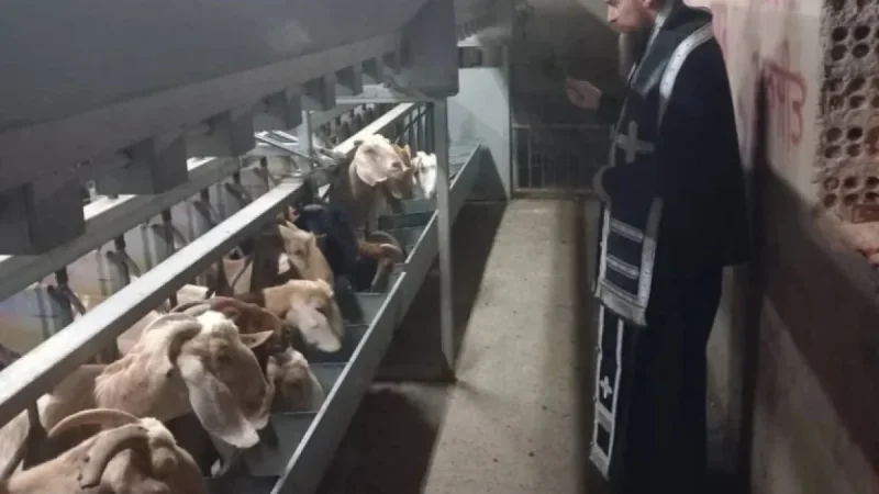 Priests Bless Goats on Farm Amid Foot and Mouth Outbreak