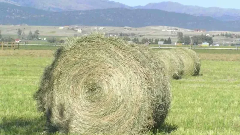 75-Year-Old Suspected of Hay Smuggling Amid FMD Outbreak