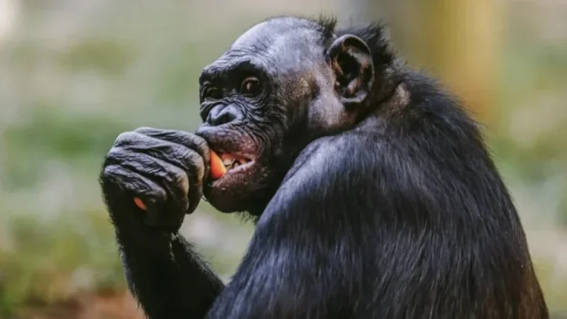 Ape Shatters Exhibit Glass, Surprises Memphis Zoo Visitors