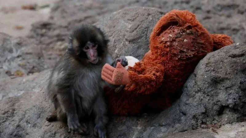 Monkey Forms Heartwarming Friendship After Rejection