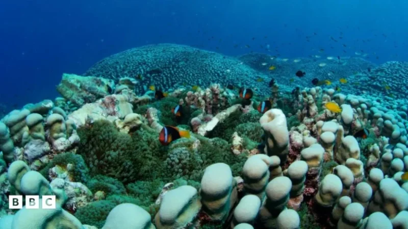 Mother and Daughter Uncover Massive Coral Colony in Australia