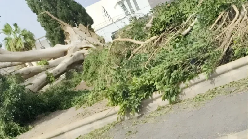 San Bartolomé de Tirajana Initiates PEMU Amid Storm-Induced Wind and Coastal Alert