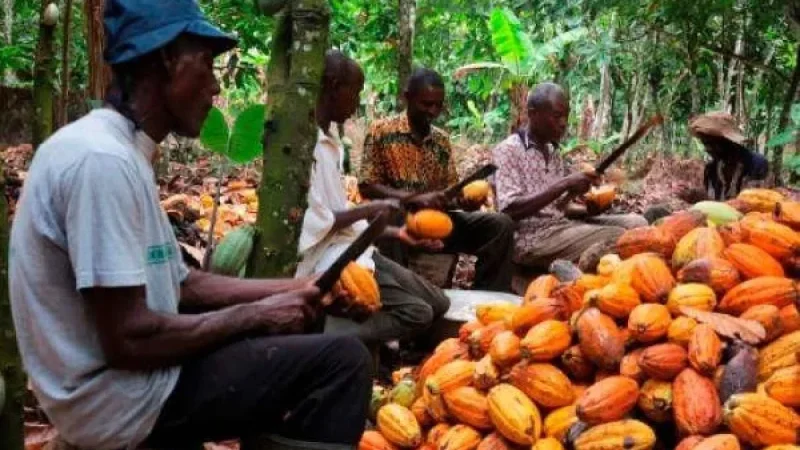 Ivory Coast Reduces Cocoa Prices Effective March 1