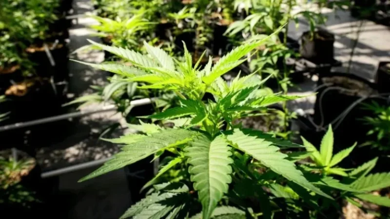 Marijuana Advocates Challenge Second Amendment in Supreme Court Battle