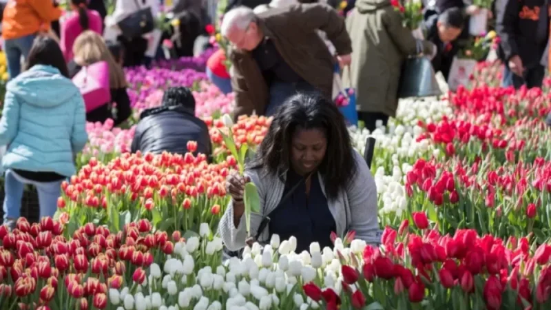 National Mall Transforms Into Vast Tulip Garden This March