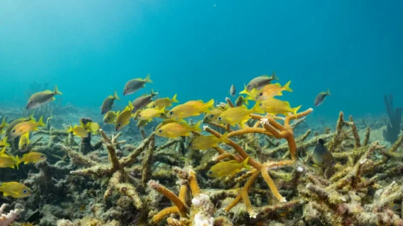 Army Corps Project Threatens Florida’s Last Thriving Coral Reef