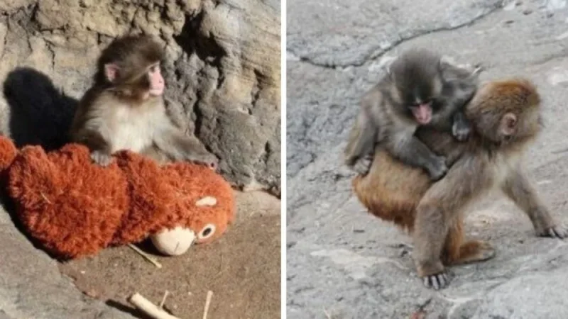 Punch the Monkey Update Today: Baby Macaque Gets First Piggyback Ride, Makes New Friends, and May Be Outgrowing His IKEA Stuffed Toy