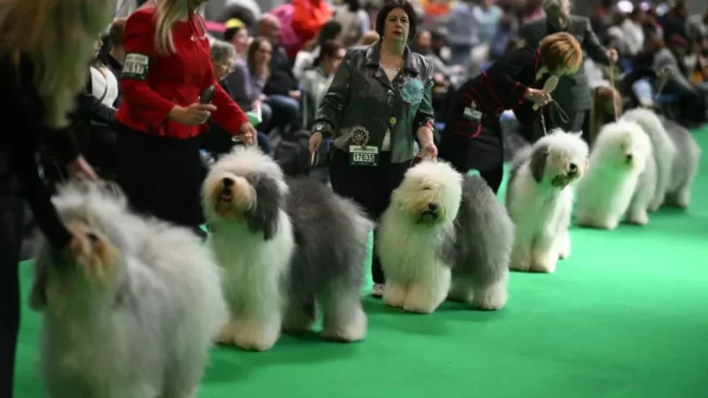 Crufts 2026: From Claudia Winkleman to the Komondor — a closer look at what the show brings to life