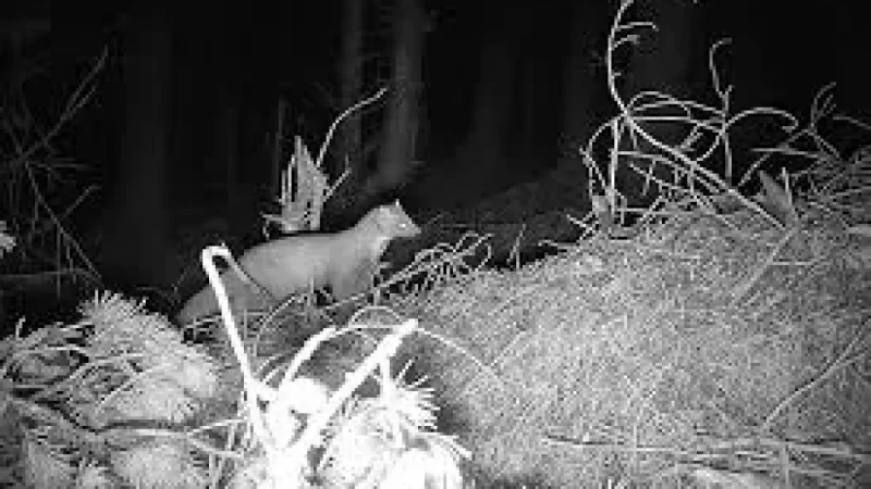 Rte Radio 1 ‘Positive indications’ for red squirrels and pine martens — an evidence gap exposed