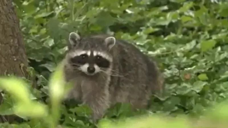 Alexandria’s Old Town on alert after a raccoon bites two people