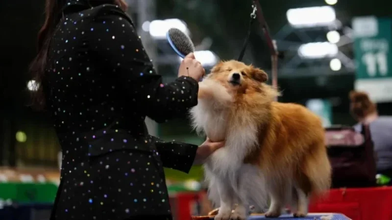 Crufts 2026: Dogs arrive as grooming debut exposes shift from competition to spectacle