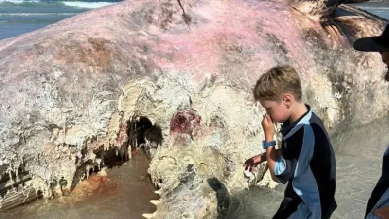 The Whale carcass washes ashore at Denison Beach near Bicheno