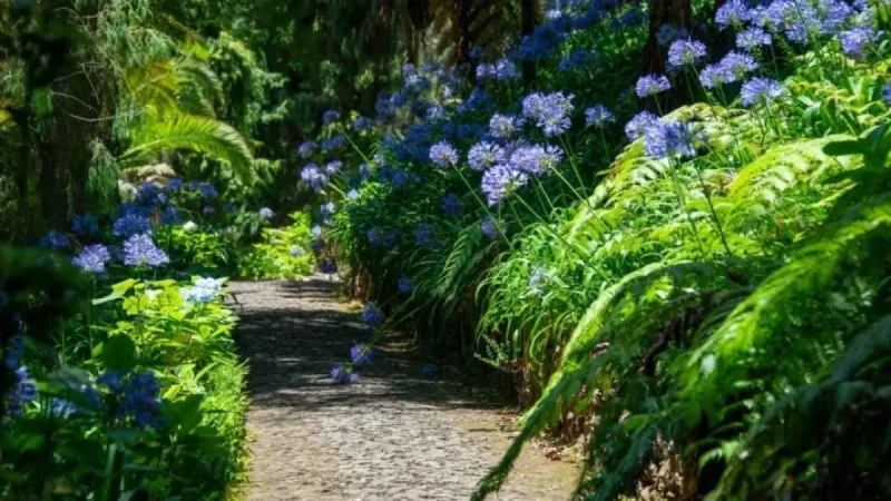Alan Titchmarsh’s 7 ‘Drought-Tolerant’ Plants Reveal a Watering Paradox