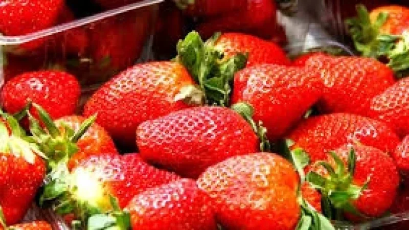 Strawberry Festival 2026: Two towns, two timetables, and the volunteer work behind the joy
