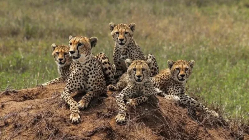 Tanzania Expansion by Bestday Safaris Promises Affordability — But What Is the Trade‑Off?