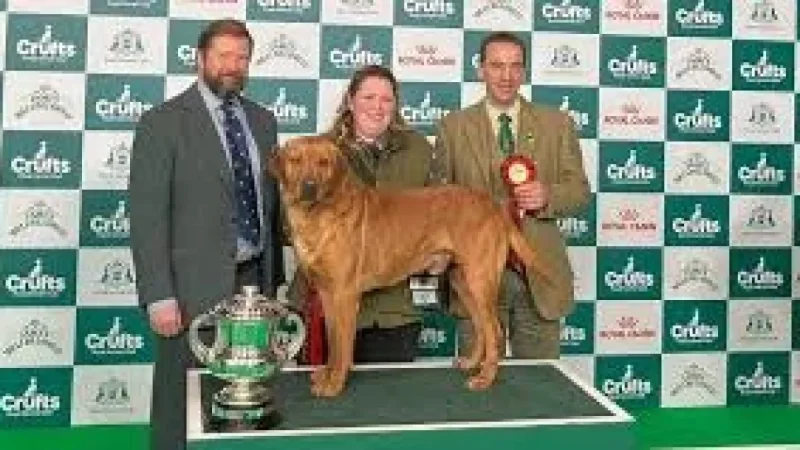 Crufts Winner Clyde: ‘Gentle giant’ Labrador from Wales Steals the Show and the Northesk Memorial Trophy