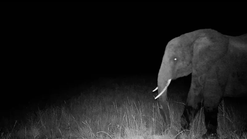 Herzog’s Ghost Elephants: A Filmmaker’s Hunt Lifts the Veil on Angola’s Hidden Survivors