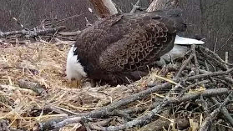 Streamed Nest Watch: Hanover Eagles Lay First Egg and Draw a Community