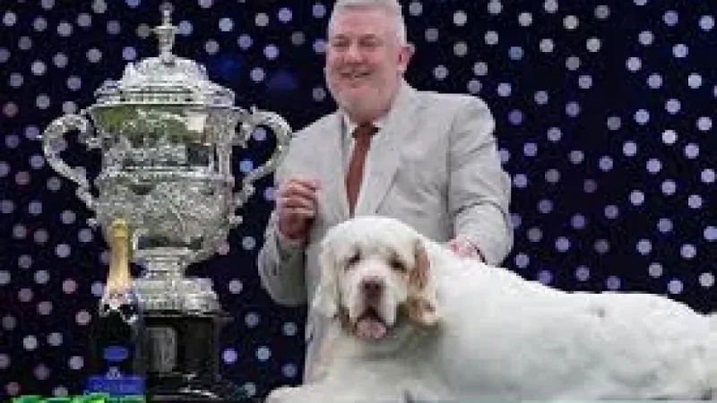 Crufts Results 2026: Clumber spaniel Bruin crowned Best in Show