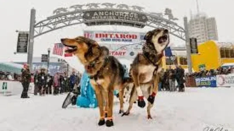 Iditarod 54 begins with deep snow and a smaller field — the spectacle is growing even as participation thins