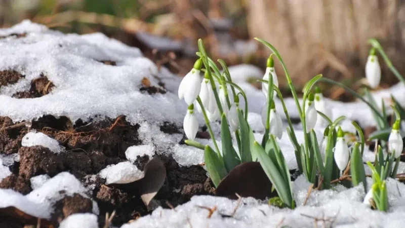Printemps 2026: Official dates and what Quebecers need to know