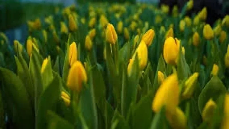Mongolie imported 12.2 million fresh flowers in 2025 as customs flags safety checks
