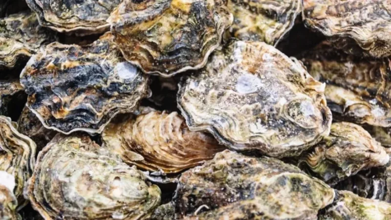 Nine U.S. States Recall Oysters and Clams Over Norovirus Risk