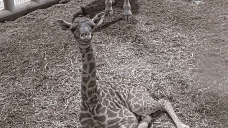 Toronto Zoo Welcomes Endangered Masai Calf after 15-Month Pregnancy