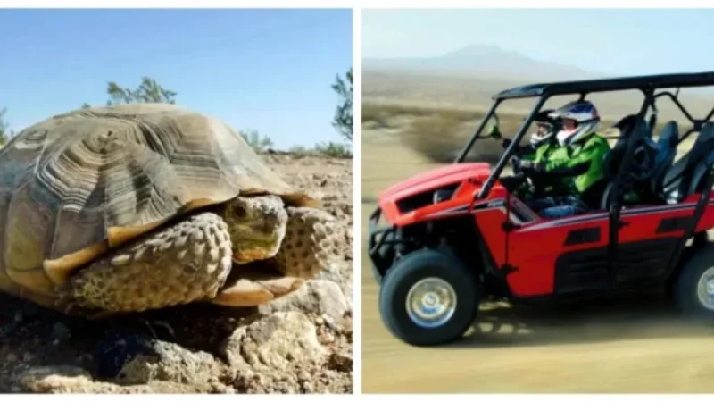 Mojave Desert trail shutdown: Judge closes 2,200 miles to protect threatened species