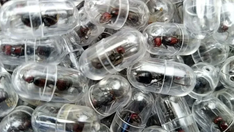 Queen Ants Seized at Nairobi Airport as Probe Widens