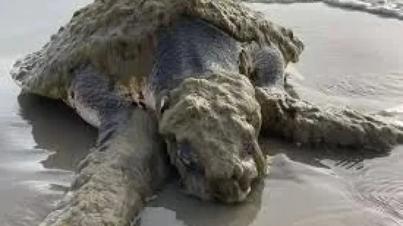 Sea Turtles on a Texas shoreline: the rare Kemp’s ridley found alive under a crust of organisms