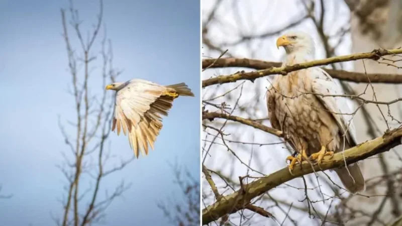 White Bald Eagle sighting in Missouri: Photographer’s 8-hour wait becomes a viral inflection point