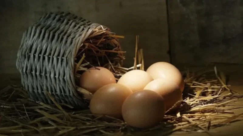 Easter Sunday 2026: Egg Prices Set to Rise as Logistics and Fuel Costs Bite