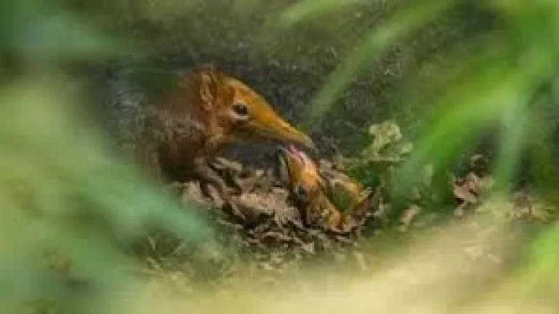 Elephant Shrew Firsts: Hertfordshire Zoo Celebrates First-Ever UK Births