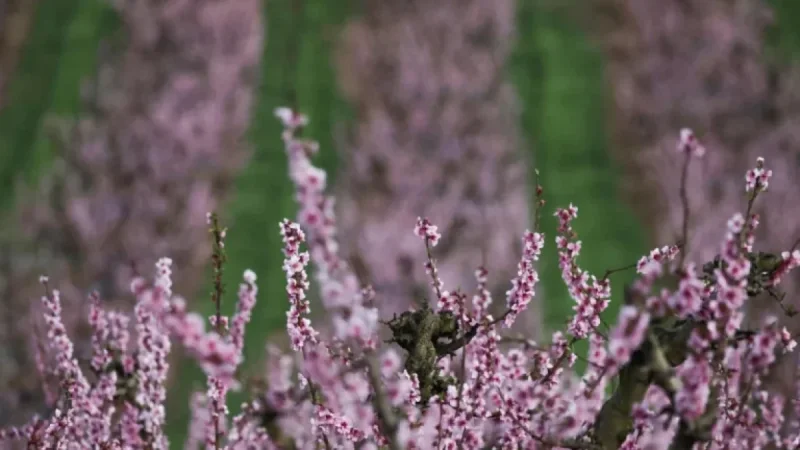 Equinox 2026: Five Essentials — What and When Is the Spring Shift?