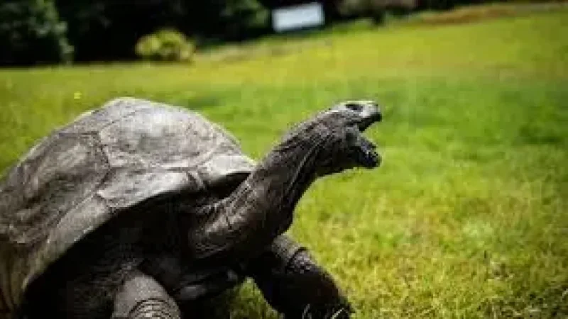 Jonathan The Tortoise: World’s oldest known land animal dies aged 193, a living link to eight monarchs