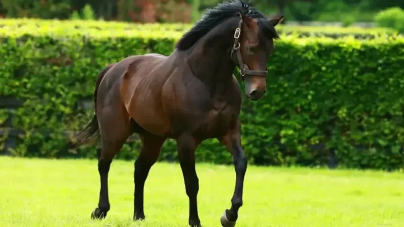 Puerto Rico Half-Sister Nevermindtherain Debuts At Cork: 1 Key Racing Angle