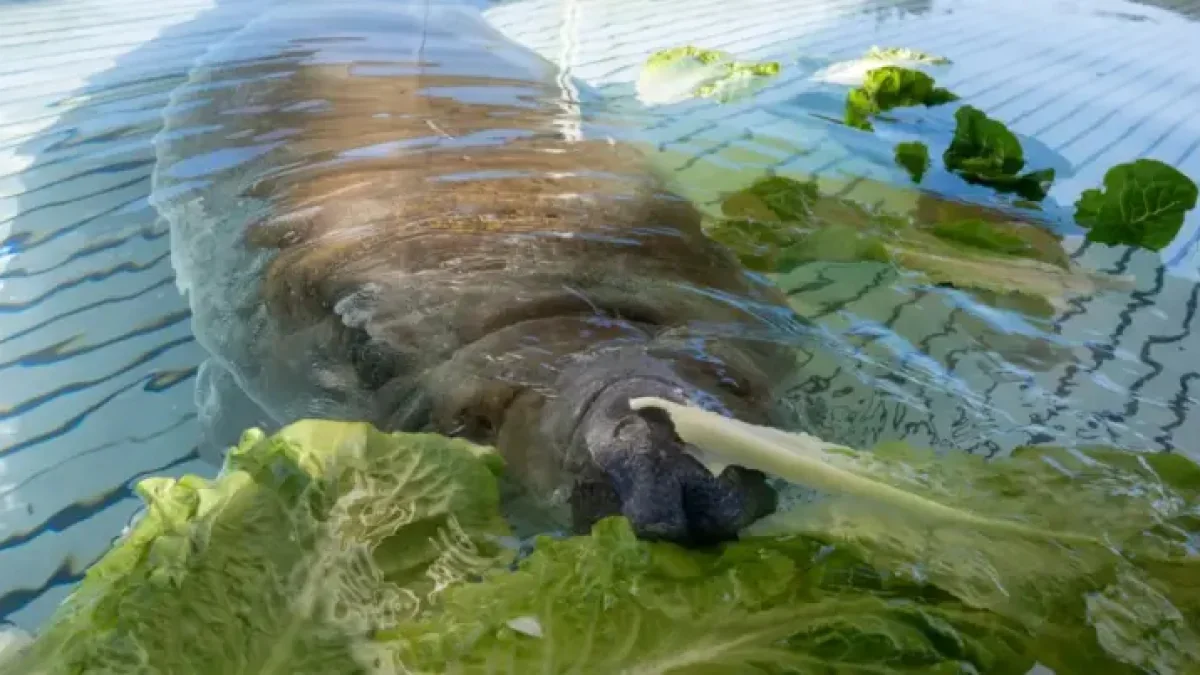 Seaworld Orlando recovery ends with 1 surprising manatee release after ...