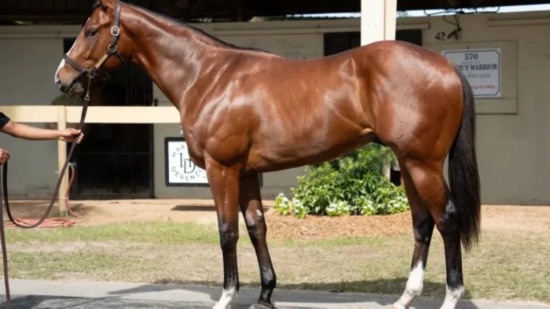 Flightline Colt Fetches $10.5 Million at OBS April Sale