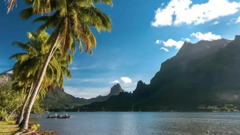 Tahiti Tragedy: 2-Year-Old Dies After Suspected Dog Attack in Vairao