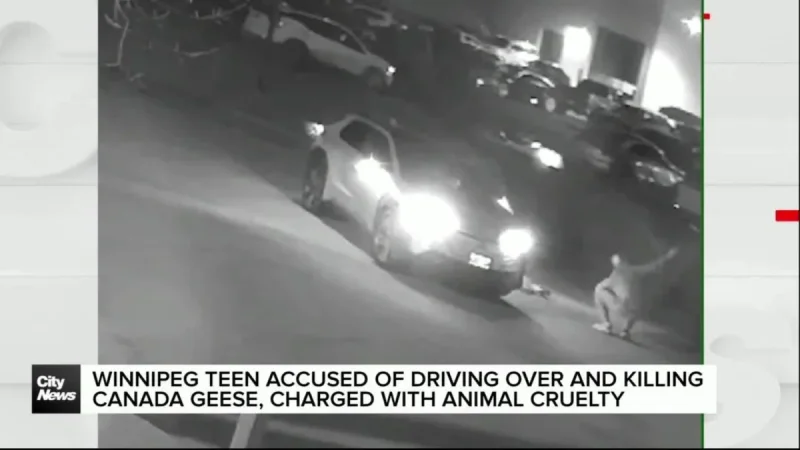 Winnipeg Teen Faces Charges After Three Geese Incidents
