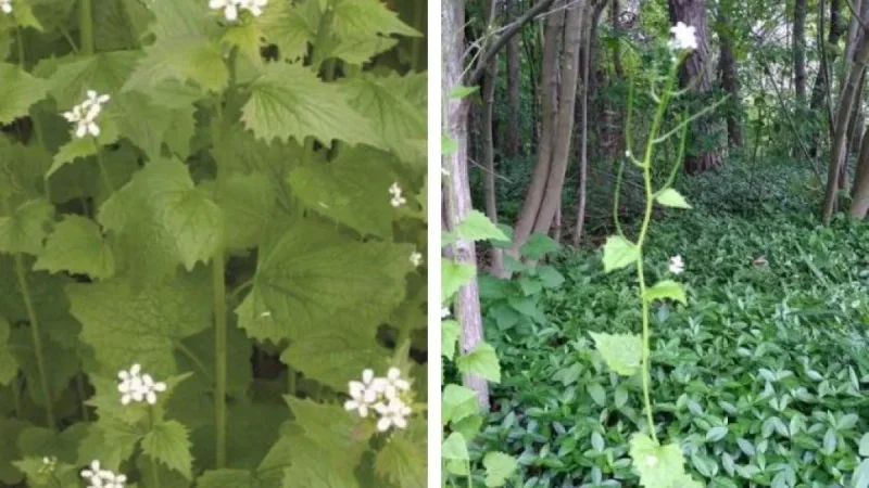 Michelle Hunter Urges Saugeen Shores Help Fight Invasive Plant